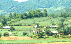 Xã Dũng Phong tích cực chuyển đổi cơ cấu cây trồng, đưa các giống lúa, ngô mới năng suất cao vào sản xuất, thu nhâạ bình quân đầu người đạt 9,6 triệu đồng/ năm