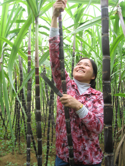 Thực hiện chuyển đổi cơ cấu cây trồng, nông dân xóm Liêu, xã Ngọc Lương trồng mía tím nâng cao thu nhập