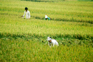 Nông dân xã Gia Mô (Tân Lạc) tập trung thu hoạch lúa vụ chiêm - xuân năng suất ước đạt 55 tạ/ha.