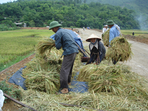 Nông dân xã Vĩnh Đồng (Kim Bôi) phấn khởi thu hoạch lúa chiêm - xuân, năng suất bình quân đạt trên 60 tạ/ ha