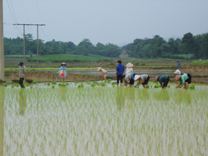 Nông dân xã Hương Nhượng (Lạc Sơn) tập trung gieo cấy lúa mùa. Đến giữa tháng 7, toàn huyện Lạc Sơn đã thực hiện gieo trên 470 tấn mạ, tổng diện tích lúa mùa đã cấy là 1.512 ha