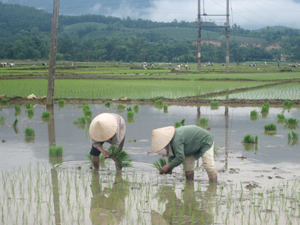 Nông dân xã Mãn Đức (Tân Lạc) đang khẩn trương cấy lúa mùa, phấn đấu hoàn thành cấy xong trước tháng 8.