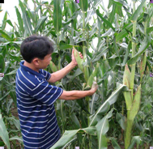 Nhân dân xã Lạc Lương (Yên Thủy) tích cực chuyển đổi cơ cấu cây trồng, đưa ngô giống mới vào sản xuất cho năng suất cao.