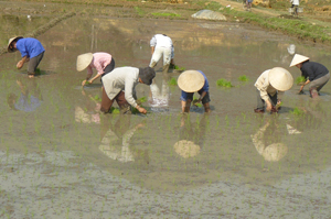 Nông dân xã Nhuận Trạch (Lương Sơn) tập trung cấy lúa vụ mùa trà chính.