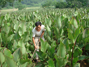 Gia đình anh Đỗ Văn Chiến (Phú Châu - Phú Minh) làm kinh tế giỏi, mỗi năm thu nhập 250 triệu đồng từ trồng sắn và dong riềng.
