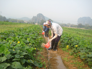 Nông dân xã Hợp Hòa (Lương Sơn) chăm sóc rau bí thương phẩm SX theo quy trình NNHC đem lại giá trị kinh tế cao.
