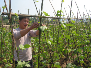 Nông dân xã Mông Hóa (Kỳ Sơn) chăm sóc cây màu vụ hè- thu.