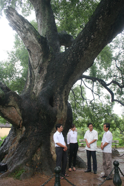 Ông Nguyễn Văn Đề (người đầu tiên bên phải ảnh) giới thiệu về cây dã hương nghìn tuổi.