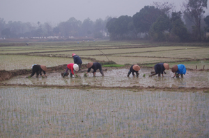 Bà con nông dân xã Tân Lập (Lạc Sơn) chủ động gieo cấy lúa vụ mùa đúng khung thời vụ.