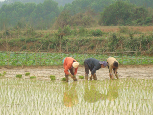 Những năm qua các chi bộ thuộc Đảng bộ xã Thượng Bì đã lãnh đạo cơ sở đưa giống lúa lai xuống đồng cho năng suất trên 70 tạ/ha
