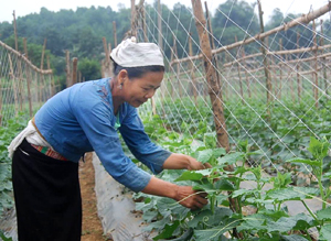 Nông dân xã Phú Lương (Lạc Sơn) đẩy mạnh chuyển đổi cơ cấu cây trồng, góp phần xây dựng nông thôn mới.
