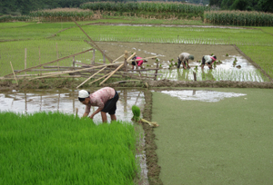 Nông dân xóm Dồ, xã Nam Sơn (Tân Lạc) cấy lúa vụ mùa đạt 80% diện tích.