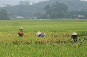 Chất lượng nông sản và năng suất lúa ở xóm Nại, xã Tân Mỹ (Lạc Sơn)  tăng cao với trên 60 tạ/ha nhờ sử dụng thuốc BVTV đúng lúc, đúng cách.