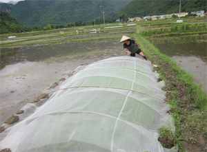 Nông dân xóm Pom Coọng (thị trấn Mai Châu) che chắn lưới bảo vệ mạ mới cấy khỏi đàn châu chấu hại