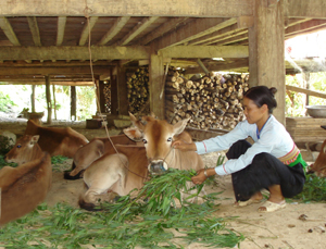 Nhân dân xã Suối Nánh (Đà Bắc) đầu tư chăn nuôi đại gia súc  tăng nguồn thu nhập cho gia đình.