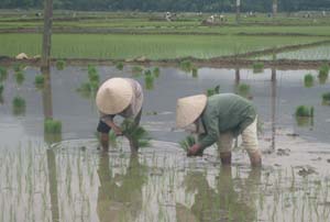 Bà con nông dân xã Nhuận Trạch (Lương Sơn) tập trung cấy lúa mùa 2012.