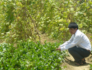 Mô hình nông nghiệp hữu cơ thực hiện ở xóm Sòng, xã Thành Lập bước đầu đem lại hiệu quả kinh tế, được nhiều người dân trong xã quan tâm thực hiện.