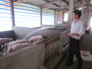 Đàn lợn phục hồi khả quan nhờ chính sách tiền tệ thúc đẩy khả năng tái đàn. Trong ảnh: hộ chăn nuôi xã Yên Mông - TPHB đầu tư chăn nuôi trở lại.

