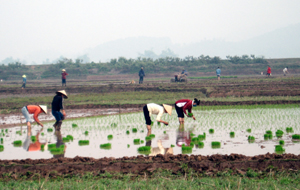 Đến ngày 28/6, toàn huyện Lương Sơn đã gieo khoảng 100 tấn mạ, tổng diện tích lúa đã cấy khoảng 1.500 ha.