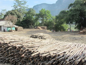 Chế biến lâm sản từ rừng đang là một trong những nghề mang lại thu nhập ổn định cho người dân xã Đồng Tâm (Lạc Thủy).