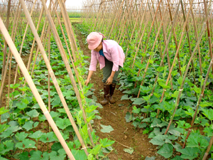 Thực hiện chủ trương phát triển đa dạng các loại cây trồng theo hướng hàng hóa, nhân dân xã Vũ Lâm (Lạc Sơn) mở rộng diện tích trồng cây màu đem lại hiệu quả kinh tế cao.