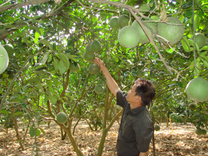 Thương binh Nguyễn Xuân Sinh, thôn Đồng Riệc, xã Đồng Tâm (Lạc Thủy) phát triển mô hình trồng cây ăn quả thu nhập 70 triệu đồng/năm.
