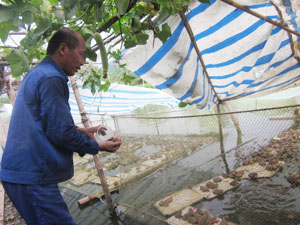 Ông Phạm Đình Đào chăm sóc lứa ếch thịt được trên 40 ngày tuổi.