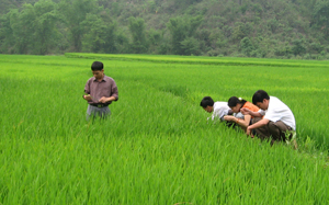 Cán bộ kiểm tra sâu bệnh hại lúa trên địa bàn thị trấn Mường Khến, huyện Tân Lạc.