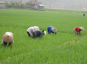 Nhân dân huyện Kim Bôi làm cỏ đợt 1 cho 30% diện tích lúa đã cấy