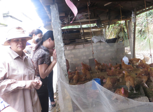 Mô hình nuôi gà an toàn sinh học tại xã Mông Hóa được triển khai thành công tại xã Mông Hóa (Kỳ Sơn)
