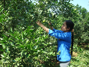 Thực hiện chỉ tiêu Nghị quyết Đại hội Đảng bộ huyện nhiệm kỳ 2010-2015 về phát triển kinh tế nông nghiệp, đến nay, huyện Cao Phong đã mở rộng diện tích trồng cây ăn quả có múi lên gần 900 ha. Trong ảnh: Nhân dân thị trấn Cao Phong chăm sóc vườn cam.

