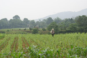 Kim Bôi đã xây dựng nhiều mô hình dân vận khéo trong thực hiện việc dồn điền - đổi thửa và mô hình cánh đồng cho nhu nhập cao. Trong ảnh: Nông dân xã Vĩnh Đồng (Kim Bôi) chăm sóc cây màu vụ hè - thu 2013.