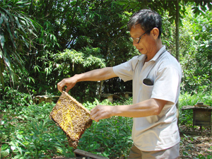 Bác Nguyễn Văn Linh (thôn Liên Hồng 2, xã Khoan Dụ, huyện Lạc Thuỷ) trong lần kiểm tra chất lượng đàn ong.