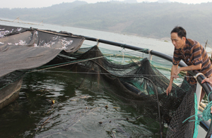 Trung tâm ứng dụng khoa học công nghệ (Sở Khoa học công nghệ) đã xây dựng mô hình thử nghiệm ương giống cá tầm trong bể và nuôi thương phẩm bằng lồng lưới tại xã Hiền Lương (Đà Bắc).