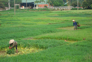 Những năm qua, MTTQ phường Thái Bình đã phối hợp với các tổ chức thành viên đẩy mạnh tuyên truyền, vận động bà con nông dân chuyển diện tích đất lúa bấp bênh sang trồng các loại rau xanh mang lại hiệu quả cao.