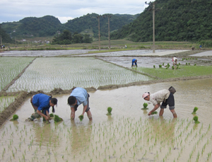 Nông dân xã Nam Thượng (Kim Bôi) tập trung cấy lúa mùa trà chính vụ.