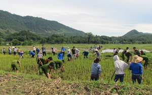 ĐV-TN huyện Đà Bắc tham gia đóng góp ngày công giúp đỡ gia đình chính sách, thiết thực hưởng ứng chiến dịch thanh niên tình nguyện hè 2014.