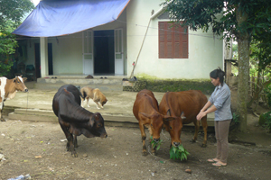 Từ nguồn vốn vay Ngân hàng CSXH, hộ nghèo xóm Sào, xã Hạ Bì (Kim Bôi) đầu tư chăn nuôi bò phát triển kinh tế gia đình.