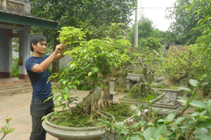Quách Văn Minh đang cắt tỉa, chăm sóc cây cảnh tại vườn nhà.