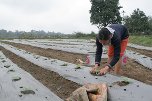Nông dân xã Chí Đạo (Lạc Sơn) mở rộng diện tích trồng bí xanh thương phẩm nhằm tăng thu nhập trên diện tích canh tác. 

 
