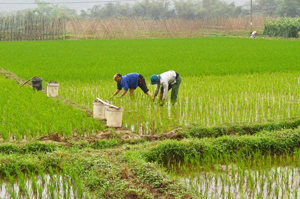 Sau khi hoàn thành gieo cấy lúa đảm bảo diện tích và thời vụ, nông dân xã Dũng Phong (Cao Phong) tập trung chăm sóc đảm bảo điều kiện sinh trưởng, phát triển tốt cho cây lúa.