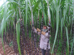 Nông dân xã Nam Phong (Cao Phong) trồng mía tím đảm bảo thu nhập và thị trường ổn định.