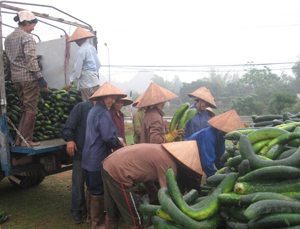 Nông dân xã Đú Sáng (Kim Bôi) thu hoạch bí xanh thương phẩm cho thu nhập trên 100 triệu đồng/ha/năm.