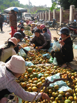 Sản phẩm cam, quýt Cao Phong được thị trường ưa chuộng nhưng mới chỉ được tiêu thụ tại một số thị trường nhỏ lẻ, chưa có cơ hội đi xa hơn nên giá trị kinh tế không cao như kỳ vọng.