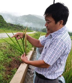 Cán bộ Chi cục BVTV kiểm tra diễn biến bệnh bạc lá, đốm sọc vi khuẩn gây hại lúa vụ mùa trên địa bàn xã Cư Yên (Lương Sơn).

 

