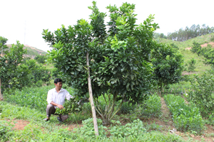 Nông dân xã Tử Nê (Tân Lạc) mở rộng diện tích trồng các loại cây có múi trên đất vườn, rừng.
