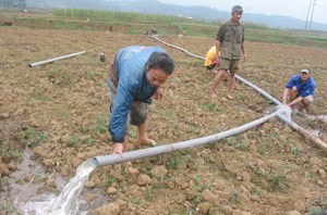 Nông dân xã Vũ Lâm (Lạc Sơn) nỗ lực bơm nước chống hạn.