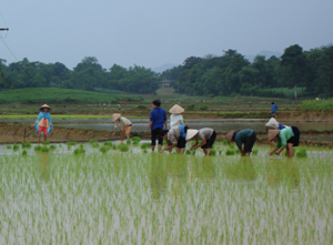 Nông dân xã Dân Hạ (Kỳ Sơn) sử dụng các giống lúa cực ngắn ngày để gieo cấy lúa mùa trà sớm tại hạ lưu đập thủy điện sông Đà.

