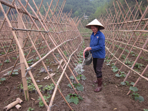 Mô hình trồng bí Thiên Thanh an toàn của nông dân xã Hòa Bình    mang lại hiệu quả kinh tế cao trên đất màu.  Ảnh: B.M