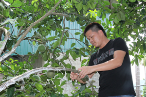 Gia đình ông Lê Trần Chinh, xóm Đại Đồng, xã Ngọc Lương (Yên Thuỷ) đầu tư trồng bưởi Diễn cho thu nhập cao.

